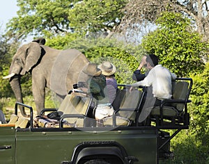 Tourists On Safari Watching Elephant