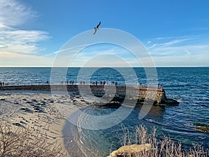 Tourists and seagulls watch sea lions rest on La Jolla beach