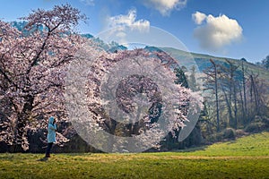 Tourists taking photos of the spring and cherry blossom trees in bloom around Yongbi Lake in Seosan. South Korea