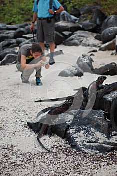 Tourists taking pictures of iguanas