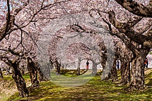 Tourists under a beautiful pink Cherry Blossom tunnel on a bright, sunny day in springtime