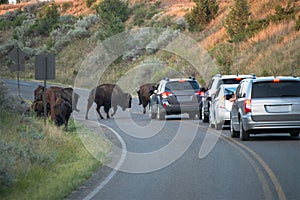 Tourists, Vacation, Buffalo, Travel