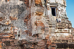 Tourists visiting a Thai Buddhist temple, dog living in the ruins of the temple Wat Maha That, Ayutthaya, Thailand, Asia. Pagoda