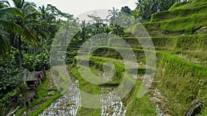 Tourists walk along the terraces of rice paddys at tegallang on bali photo