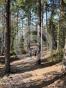 Tourists walk along a walking forest path. Northern forest.