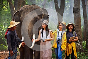 Tourists walk to explore the forest together with elephants and mahouts. Tourism asian women holding camera in elephant village