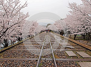 Tourists walking along the tracks of a disused railway under beautiful Sakura cherry blossom trees