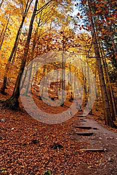 Tourists walking through autumn forest with colorful trees