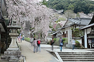 Tourists walking on a flight of stone steps under beautiful cherry blossom trees at the entrance to a shrine in Hasedera