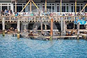 Tourists watching Sea Lions at Pier 39 in San Francisco, California, USA.