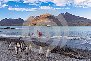 Tourists in zodiacs of an Antarctic expedition ship disembarking in Fortuna Bay on South Georgia, king penguins in the foreground.