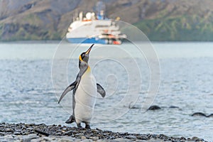 Tourists in zodiacs of an Antarctic expedition ship disembarking in Fortuna Bay on South Georgia, king penguins in the foreground.
