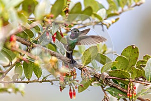 Tourmaline sunangel (Heliangelus exortis), species of hummingbird. Cundinamarca department. Wildlife and birdwatching in Colombia photo