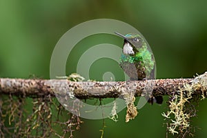 Tourmaline Sunangel - Heliangelus exortis photo