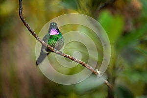 Tourmaline Sunangel, sitting on the branch in Ecuador. Bird with pink throat and plumage in the tropic forest habitat. Wildlife