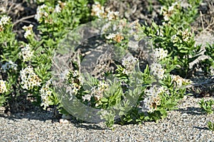 Tournefortia (Argusia sibirica) Ayahuasca