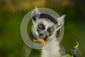 Ring-tailed lemur eating