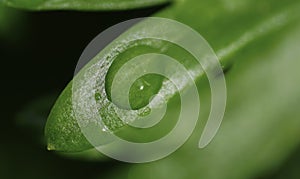 Green leaf with rain drops