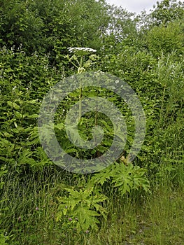 Giant hogweed