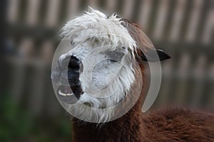 Tousled alpaca head  with white and brown fur