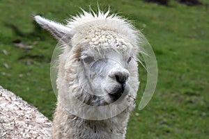 Tousled alpaca head  with white fur