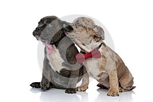 Tow Amstaff puppies in a romantic posture, wearing bow ties