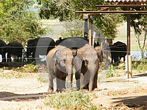 Tow baby elephants are waiting