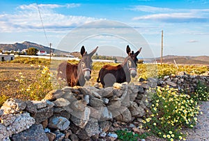 Tow donkey on the field with wildflowers. Mykonos. Greece.