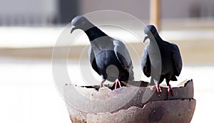 Tow Gray indian pigeon one is drinking water in a pot