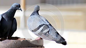 Tow Gray indian pigeon one is drinking water in a pot