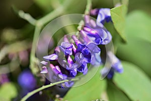 Tow-leaf vetch flowers.