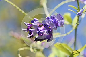 Tow-leaf vetch flowers. photo