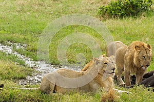 Tow male lions hunting down an old buffalo male in Masai Mara national park in Keny