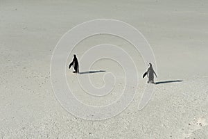 Tow penguin walking