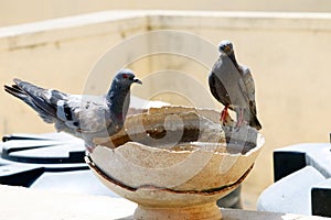 Tow pigeon sitting on a broken water pot
