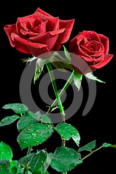 Tow red rose