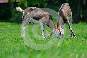 TOW SIMILAR GOATS GAZING IN THE FILED