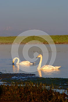 Tow Swans in the lake of the grassland