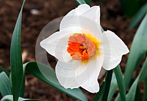 Tow-toned White and Orange Daffodil