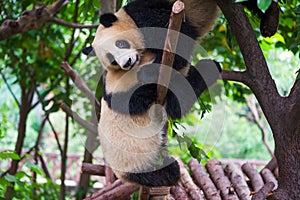 Tow young giant pandas playing together in a tree