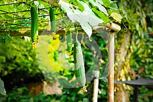 Towel gourd (Luffa acutangula)