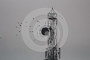 Tower and birds in the evening