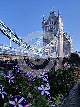 tower bridge london southbank flowers summer morning