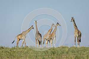 Tower of five giraffe in green plains of Masai Mara Kenya