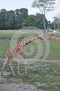 A tower of Giraffe, columbus Zoo, ohio