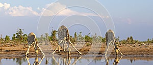 A tower of giraffe drinking at a waterhole in the Okavango Delta in Botswana, Africa