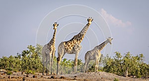 A tower of giraffe in the Okavango Delta in Botswana, Africa