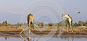 A tower of giraffe in the Okavango Delta in Botswana, Africa