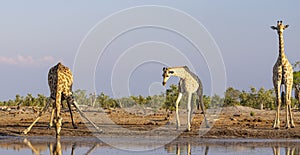 A tower of giraffe in the Okavango Delta in Botswana, Africa