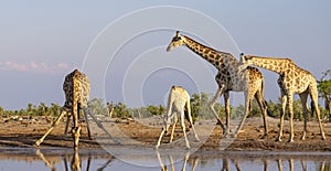 A tower of giraffe in the Okavango Delta in Botswana, Africa